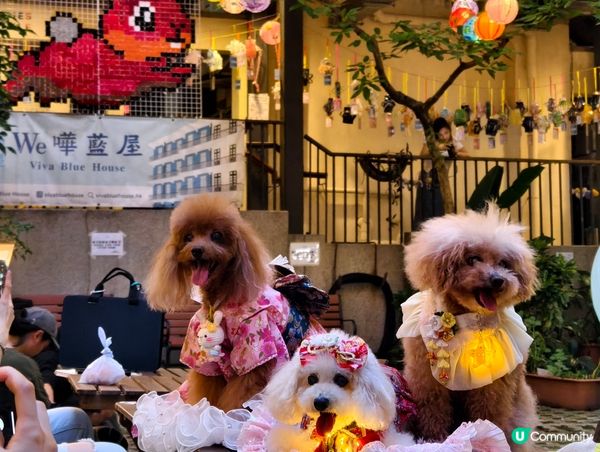 🌙  中秋夜藍屋物語  🎏