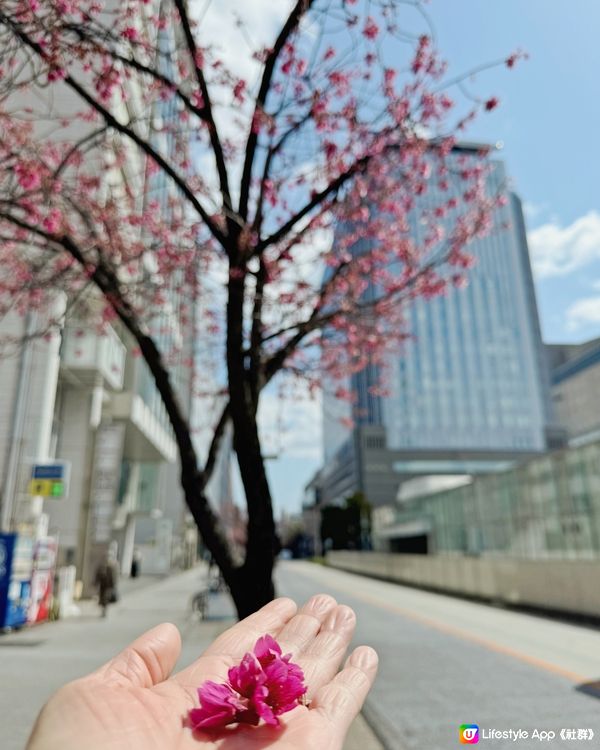 名古屋打卡點！櫻花樹下拍名古屋電視塔