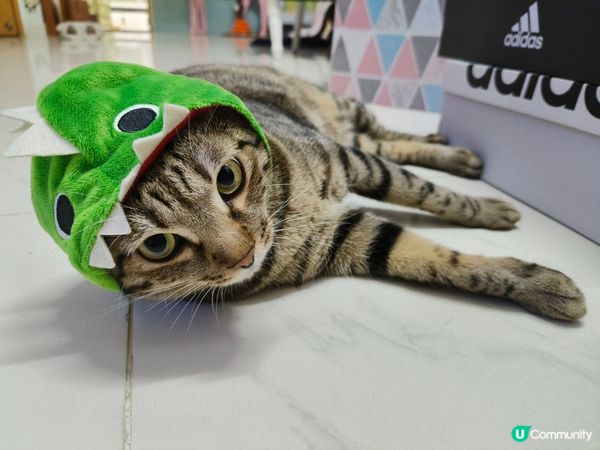 頭搖又尾擺 飄移境界 不想醒覺只想感覺被放大