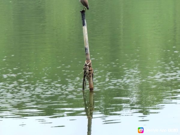 蓮花湖的光景，慢步欣賞一下自然環境美景，有時間還可以放風箏。