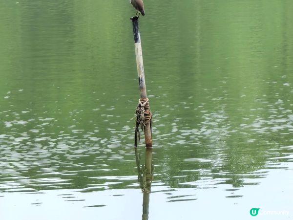 蓮花湖的光景，慢步欣賞一下自然環境美景，有時間還可以放風箏。