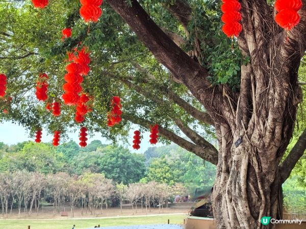 蓮花湖的光景，慢步欣賞一下自然環境美景，有時間還可以放風箏。