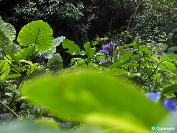 蓮花湖的光景，慢步欣賞一下自然環境美景，有時間還可以放風箏。