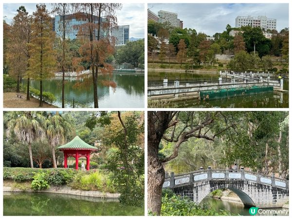 【帶你遊】中大冬日探秘：未圓湖賞紅葉、品茶點、探索著名景點「...