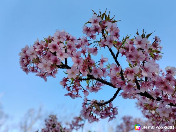 一期一會🌸我在香川遇見櫻花