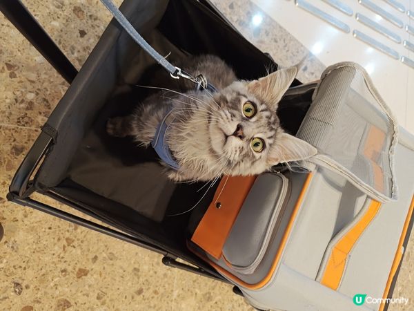 五個月大毛孩既日常生活(健康飲食&出街街散步）