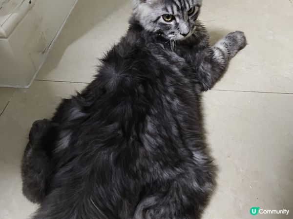 五個月大毛孩既日常生活(健康飲食&出街街散步）