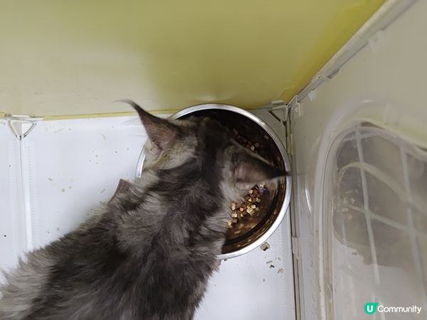 五個月大毛孩既日常生活(健康飲食&出街街散步）