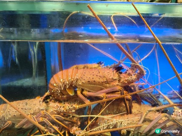 尖沙咀港晶軒🦞 食海鮮套餐超抵食！🤩