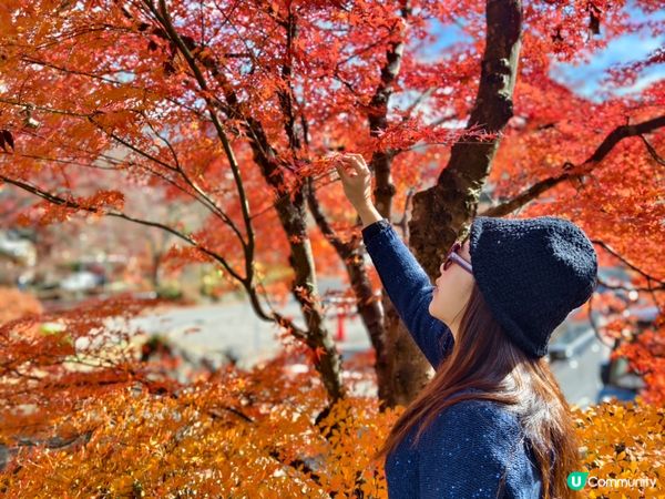 捉緊紅葉的尾巴