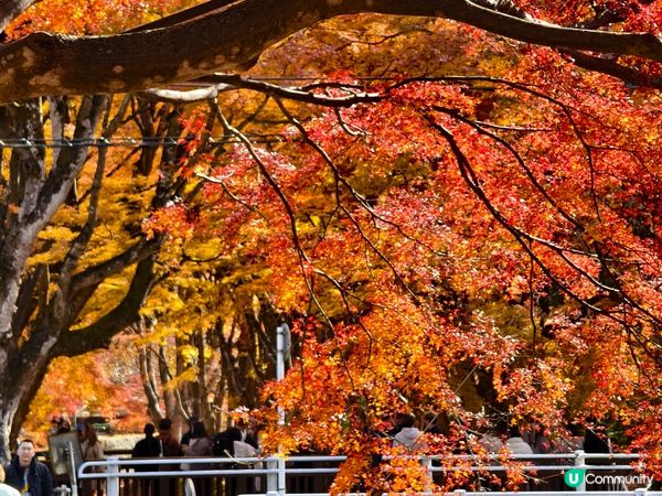 捉緊紅葉的尾巴