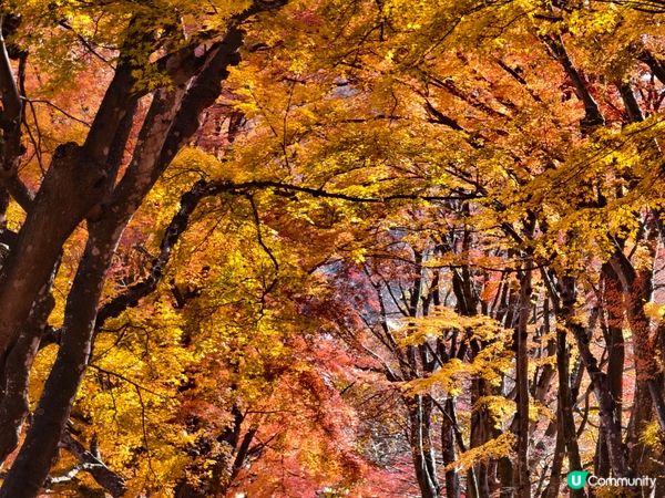 捉緊紅葉的尾巴