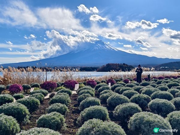 河口湖賞花好去處