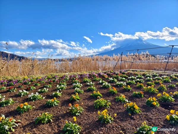 河口湖賞花好去處