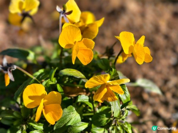 河口湖賞花好去處
