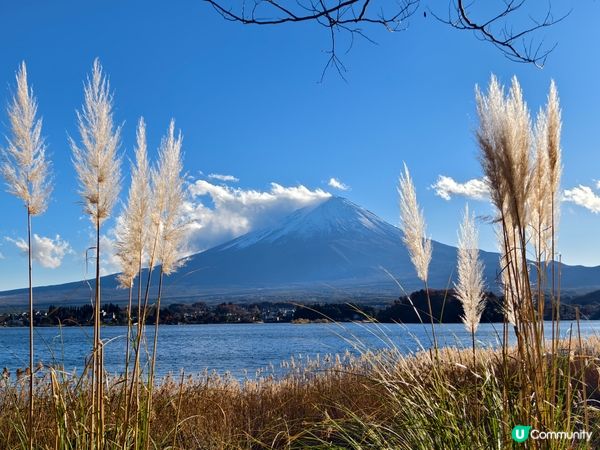 河口湖賞花好去處