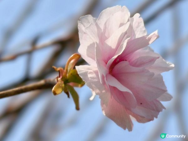 ## 元朗公園重瓣八重櫻🌸  花期尾聲！