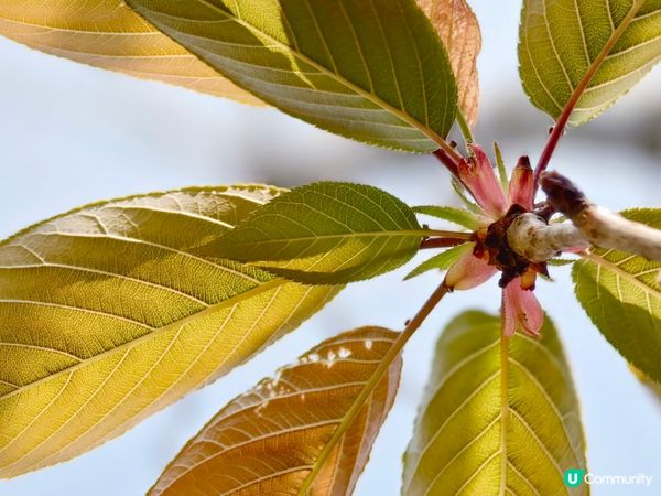 ## 元朗公園重瓣八重櫻🌸  花期尾聲！