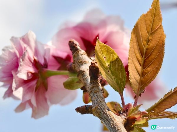 ## 元朗公園重瓣八重櫻🌸  花期尾聲！