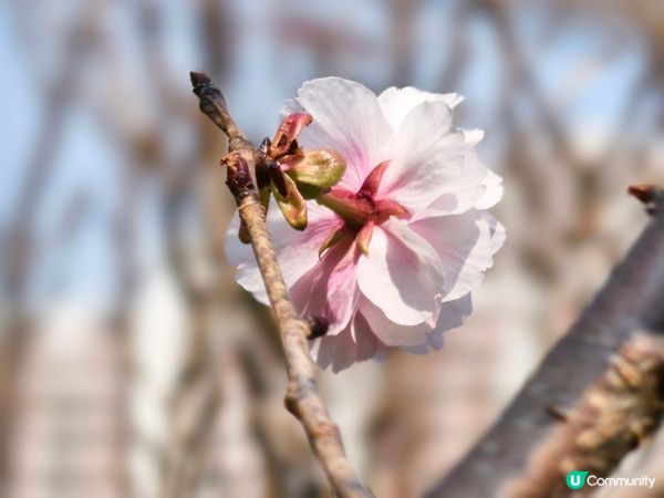 ## 元朗公園重瓣八重櫻🌸  花期尾聲！