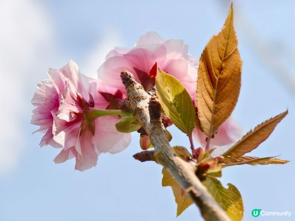 ## 元朗公園重瓣八重櫻🌸  花期尾聲！
