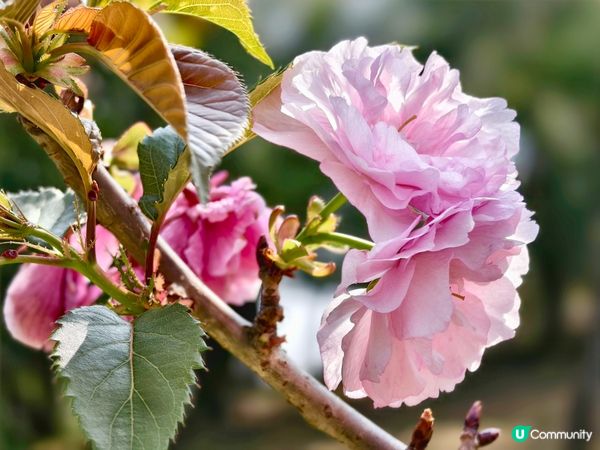 ## 元朗公園重瓣八重櫻🌸  花期尾聲！