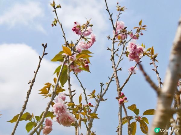 ## 元朗公園重瓣八重櫻🌸  花期尾聲！