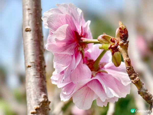 ## 元朗公園重瓣八重櫻🌸  花期尾聲！