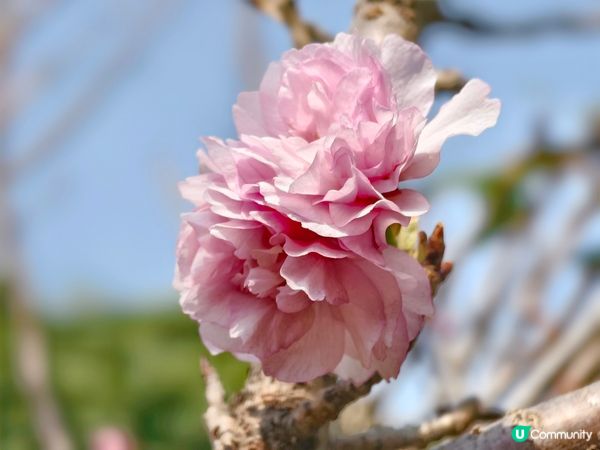 ## 元朗公園重瓣八重櫻🌸  花期尾聲！
