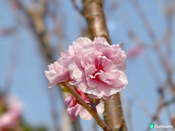 ## 元朗公園重瓣八重櫻🌸  花期尾聲！