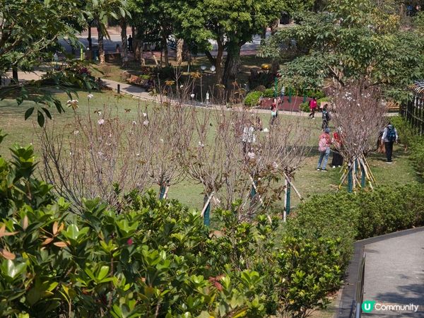 ## 元朗公園重瓣八重櫻🌸  花期尾聲！
