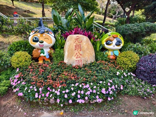 ## 元朗公園重瓣八重櫻🌸  花期尾聲！