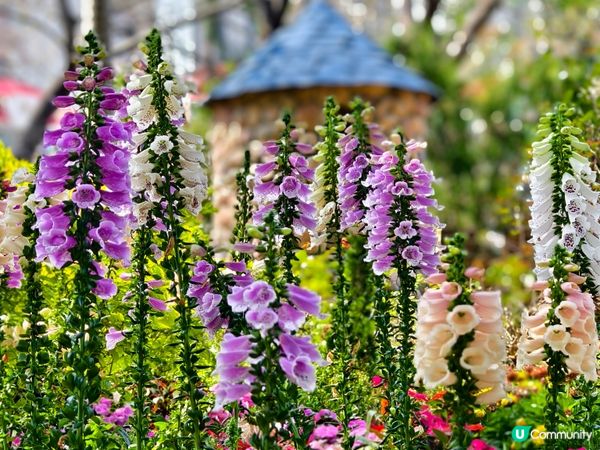 ## 元朗公園重瓣八重櫻🌸  花期尾聲！