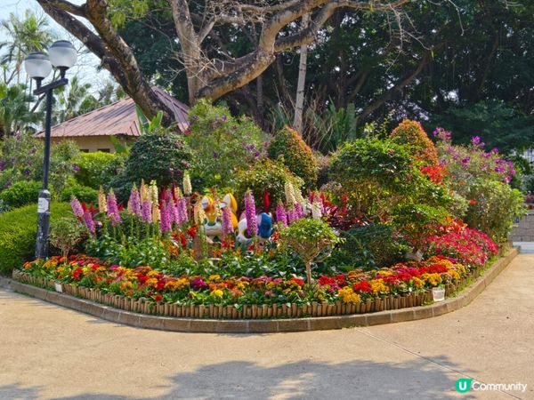 ## 元朗公園重瓣八重櫻🌸  花期尾聲！