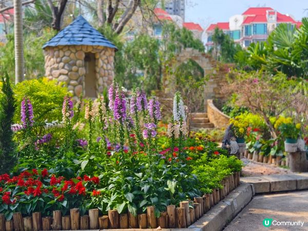 ## 元朗公園重瓣八重櫻🌸  花期尾聲！