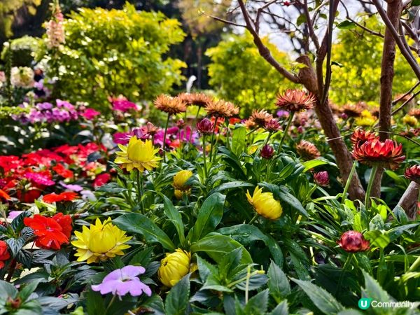 ## 元朗公園重瓣八重櫻🌸  花期尾聲！