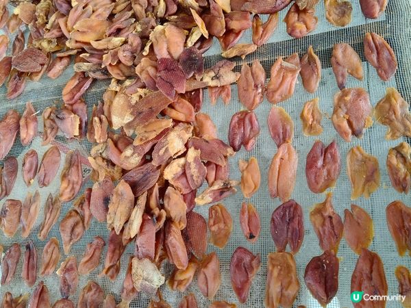 台山廣海，鮮味之旅 🐟🌊