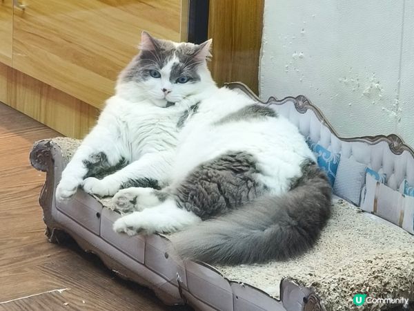 深水埗聚來車仔麵丨情侶共享美食寶藏！