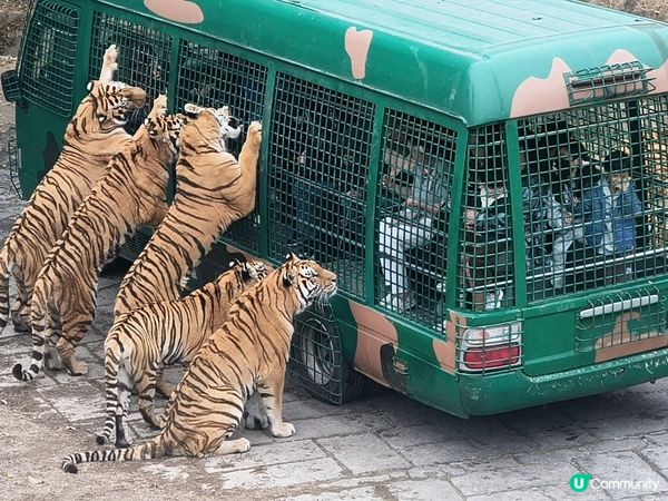 深圳野生動物園記：企定定討食的黑熊與淡定水豚