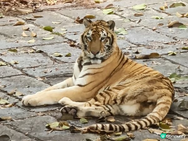 深圳野生動物園記：企定定討食的黑熊與淡定水豚