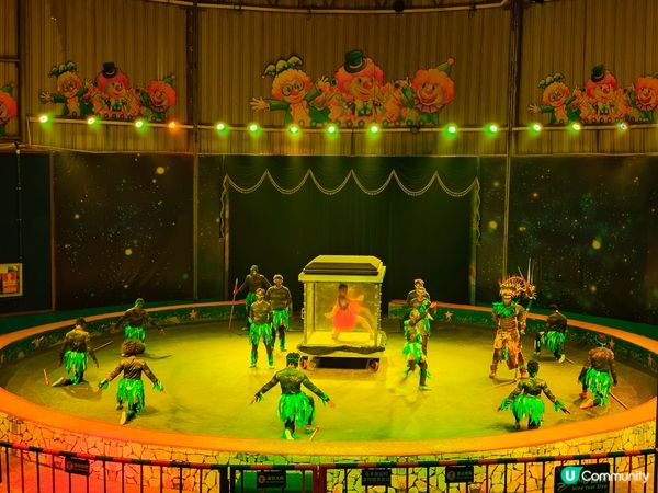 深圳野生動物園記：企定定討食的黑熊與淡定水豚