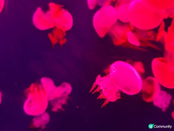 深圳野生動物園記：企定定討食的黑熊與淡定水豚