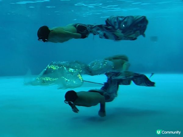 深圳野生動物園記：企定定討食的黑熊與淡定水豚