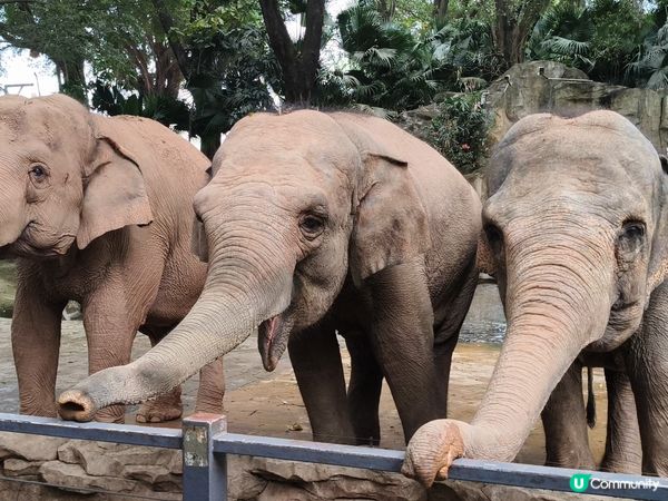 深圳野生動物園記：企定定討食的黑熊與淡定水豚