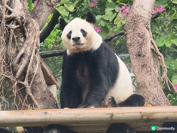 深圳野生動物園記：企定定討食的黑熊與淡定水豚