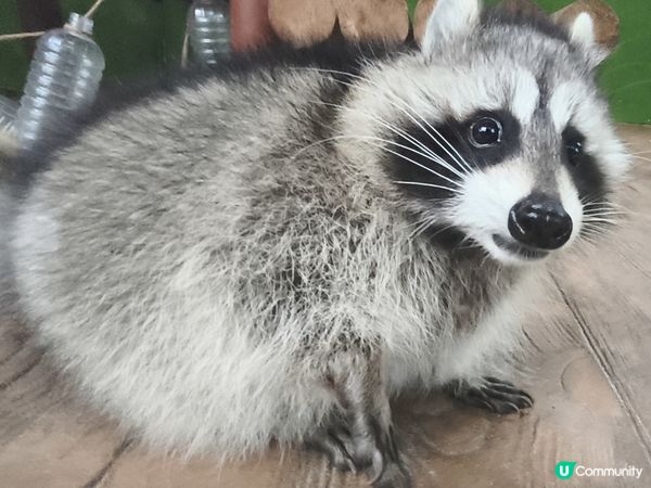 深圳野生動物園記：企定定討食的黑熊與淡定水豚