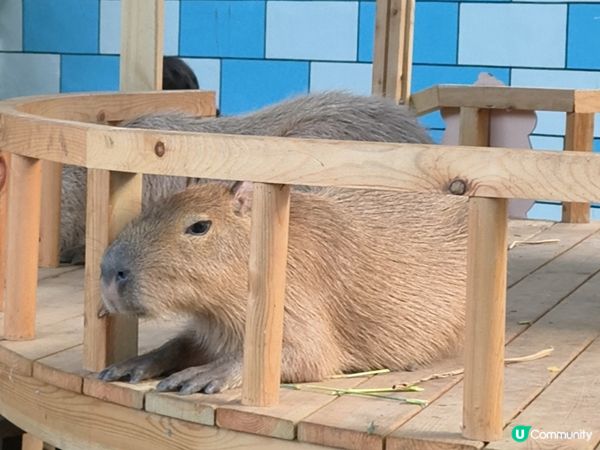 深圳野生動物園記：企定定討食的黑熊與淡定水豚