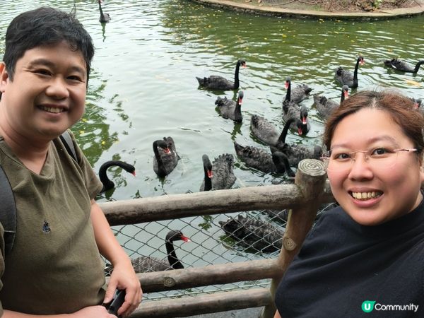 深圳野生動物園記：企定定討食的黑熊與淡定水豚