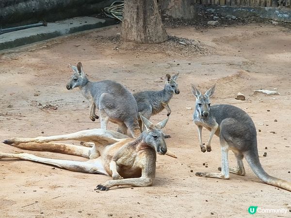 深圳野生動物園記：企定定討食的黑熊與淡定水豚