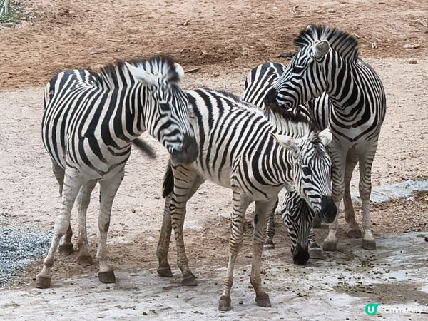 深圳野生動物園記：企定定討食的黑熊與淡定水豚